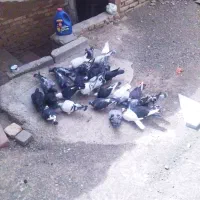 کفتر پرشی