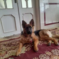 واگذاری سگ ژرمن شولاین|سگ|تربتحیدریه, باغ سلطانی|دیوار