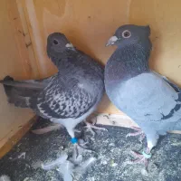 ۳تا پلاکی نر دونی ۳۵۰ قلعه شهید هستن