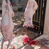 قصاب سیار ورامین وقرچک