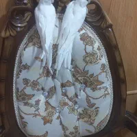 عروس هلندی آلبینو