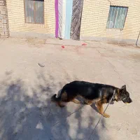 سگژرمن|سگ|بم, |دیوار