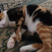 گربه|گربه|شیراز, شریف‌آباد|دیوار