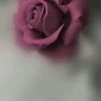 گمشدن مدارک به نام عظیم میرزایی