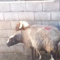 میش ابستن|حیوانات مزرعه|الیگودرز, |دیوار