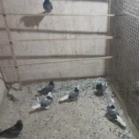 کبوتر تهرانی|پرنده|پاکدشت, حصار امیر|دیوار