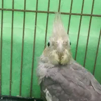 عروس هلندی دوتا بخر ۳ تا ببر|پرنده|قائمشهر, |دیوار