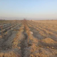 باغ با درخت ۲ ساله