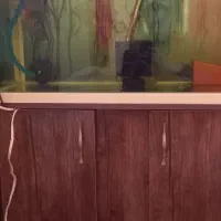 ۲ عدد آکواریوم با میز و ماهی ها|ماهی|تبریز, |دیوار