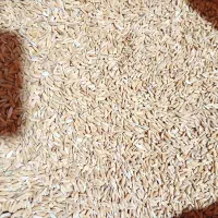 چلتوک کوهمره|عمده‌فروشی|ارژن, |دیوار