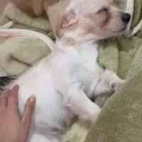 حمایتی/واگذاری|سگ|رشت, گلسار|دیوار