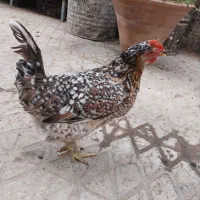 مرغ گلین تخم گذار