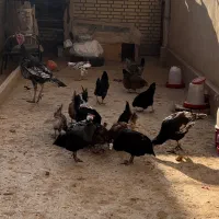 مرغ وخروس و بوقلمون