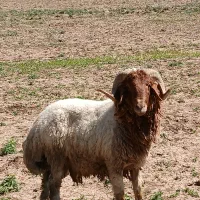 قوچ کل دم زرد