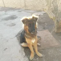 سگ ژرمن با اصالت