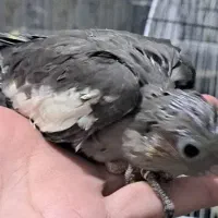 جوجه عروس هلندی وکوتوله برزیلی سرلاکی|پرنده|شیراز, شهرک رضوان|دیوار