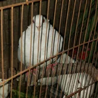 ۴ جفت کبوتر با قفسه