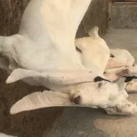 نر گلابی اصل|حیوانات مزرعه|لار, |دیوار