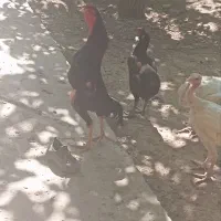 مرغ و خروس لاری