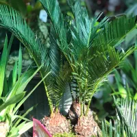 گیاه آپارتمانی|گل و گیاه طبیعی|تهران, آبشار تهران (دریاچه)|دیوار