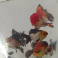 بارماهی گلفیش شارژ شد|ماهی|فولادشهر, مسکن مهر فولادشهر|دیوار