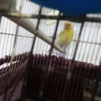 جوجه قناری