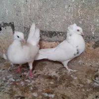 یک جفت کبوتر تاج دار