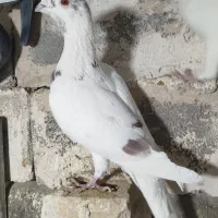 کفتر|پرنده|مشهد, شهرک مهرگان|دیوار