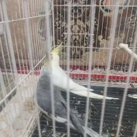 عروس هلندی نر و ماده|پرنده|مرودشت, شهرک مهدیه|دیوار