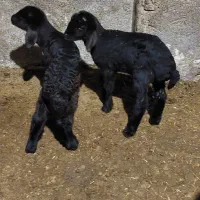 دو عدد گوسفند عالی و درشت