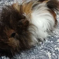 خوکچه هندی فشن