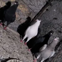 کبوتر زاغ لایی خال دم شازده