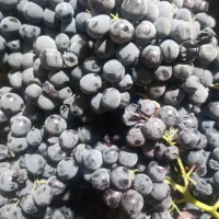 انگور سیاه کلستان|خدمات باغبانی و درختکاری|شیراز, گویم|دیوار