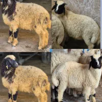 ۲ عدد گوسفند در شهر حر