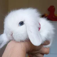 خرگوش مینی لوپ tedy برفی اسکاتلندی|موش و خرگوش|تهران, پونک|دیوار