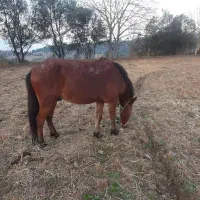 اسب|اسب و تجهیزات اسب‌سواری|رودبار, |دیوار