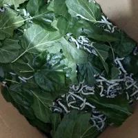 حیوان خزنده کرم ابریشم
