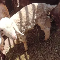 بره نر رگایی پاکستانی