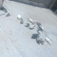 کبوتر سر حال غریب گیری