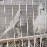 یک جفت عروس هلندی آلبیونو و یک فنچ|پرنده|بهارستان, |دیوار