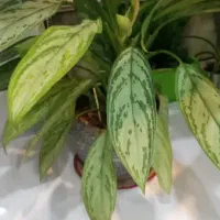 پنج عددگل وگلدون توی تصویر|گل و گیاه طبیعی|دهدشت, |دیوار