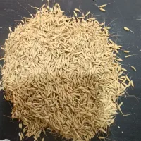 برنج ایرانی ممان