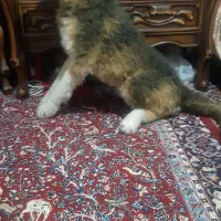 عروسک گرگ پلیشی سایز بزرگ|اسباب‌‌بازی|کرمانشاه, |دیوار