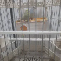 جفت مرغ عشق اسپانگل حلقه پا مولد (سالنی)