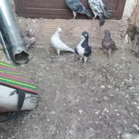 ۶کفترغریب گیری|پرنده|پاکدشت, پاکدشت (مامازند)|دیوار