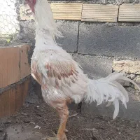 خروس لاری