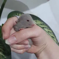 بچه همسترهای بامزه آماده فروش|موش و خرگوش|سمنان, |دیوار