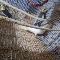 عروس هلندی|پرنده|مشهد, کشف|دیوار