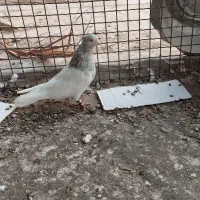 کبوتر|پرنده|گنبکی, |دیوار