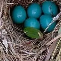 دوعدد قناری دم بلبلی زرد